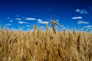 Wheat field, Mitchell, South Dakota